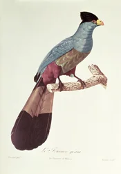 Großer Turako